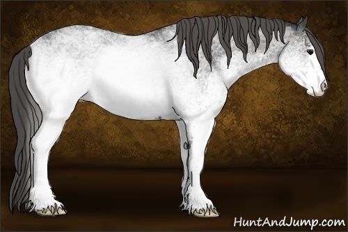 Horse Color:White Spotted Blue Roan Rabicano  Brindle