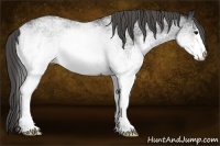 Horse Color:White Spotted Blue Roan Rabicano  Brindle