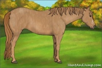 Horse Color:Unknown 
