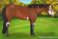 Horse Color:Bay Splash  and Bay Splash 
