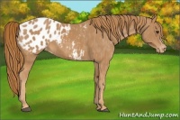 Horse Color:Chestnut Appaloosa Brindle