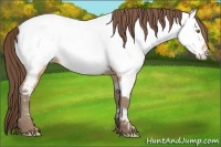 Horse Color:Amber Champagne Near Fewspot 