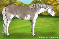 Horse Color:Silver Black Splash 