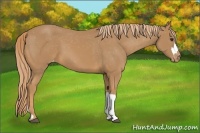 Horse Color:Chestnut Varnish 