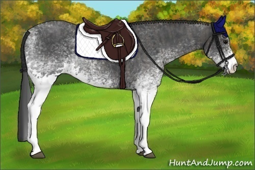 Horse Color:White Spotted Blue Roan Rabicano  Brindle