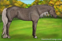 Horse Color:Silver Black  Brindle