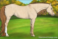 Horse Color:Red Dun  Brindle