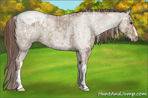 Horse Color: Classic Champagne Roan Snowcap Rabicano  and Classic Champagne Roan Snowcap Rabicano 