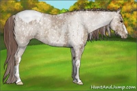 Horse Color:Classic Champagne Roan Appaloosa Rabicano  and Classic Champagne Roan Appaloosa Rabicano 