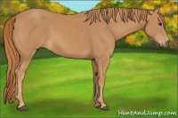 Horse Color:Unknown 
