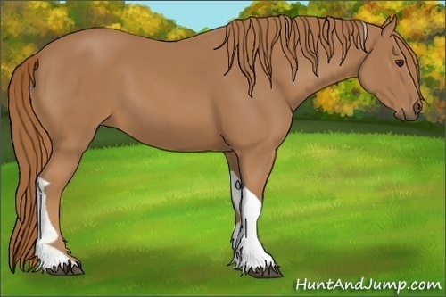 Horse Color: Unknown 