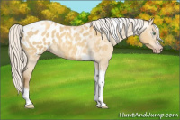 Horse Color:Gray Silver Amber Cream Champagne Roan Dun Splash Tobiano Frame Appaloosa Rabicano 