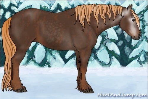 Horse Color:Gray Chestnut  Brindle