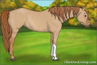 Horse Color:Red Dun Rabicano