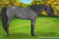 Horse Color:Blue Roan Tobiano  Brindle