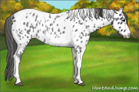 Horse Color:Brown Roan Tobiano Frame Appaloosa Rabicano