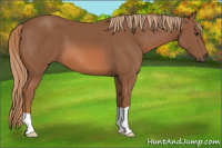 Horse Color:Chestnut 