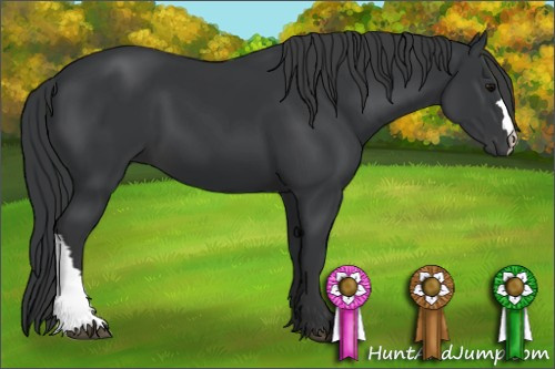 Horse Color: Black 