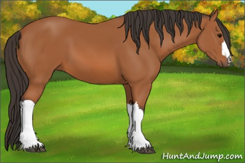 Horse Color: Bay 