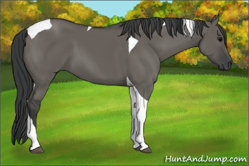 Horse Color: Grullo Tobiano 