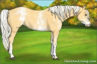 Horse Color:White Spotted Palomino 