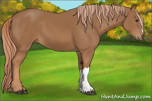 Horse Color: Chestnut 