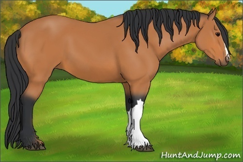 Horse Color: Bay 