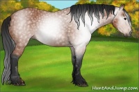 Horse Color:Gray Bay Rabicano 