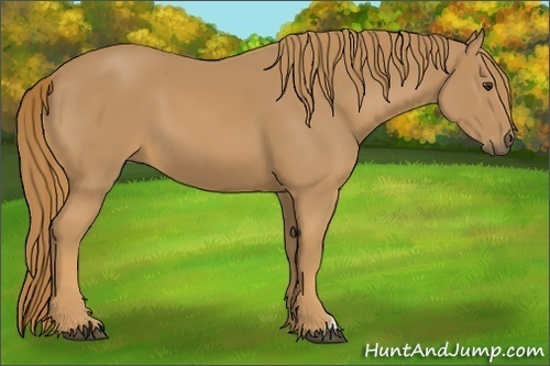 Horse Color: Chestnut 
