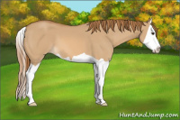Horse Color:Red Dun Splash 