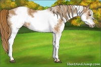 Horse Color:White Spotted Chestnut Frame 