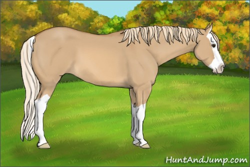 Horse Color: Red Dun Splash 