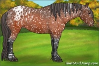 Horse Color:Brown Appaloosa  and Brown Appaloosa 