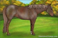 Horse Color:Liver Chestnut  Brindle