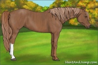 Horse Color:Chestnut  Brindle