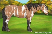 Horse Color:Bay Sabino  Brindle