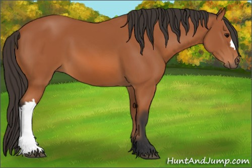 Horse Color: Bay 