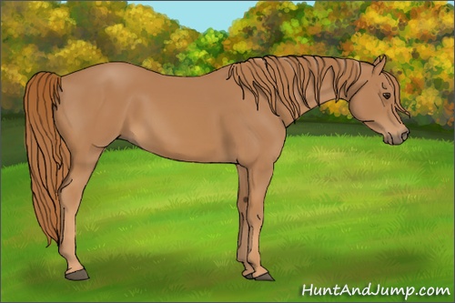 Horse Color: Chestnut 