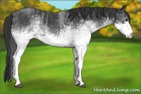 Horse Color:White Spotted Blue Roan Rabicano  Brindle