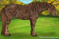 Horse Color:Void Chestnut Appaloosa 