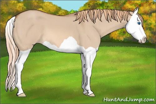 Horse Color: Unknown 