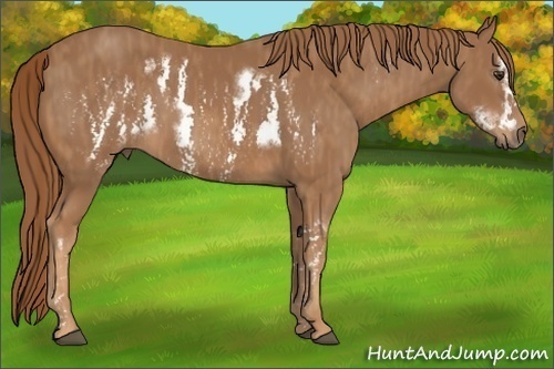 Horse Color:Chestnut Frame  Brindle