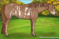 Horse Color:Chestnut Frame Brindle