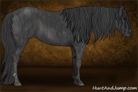 Horse Color:Black  Brindle