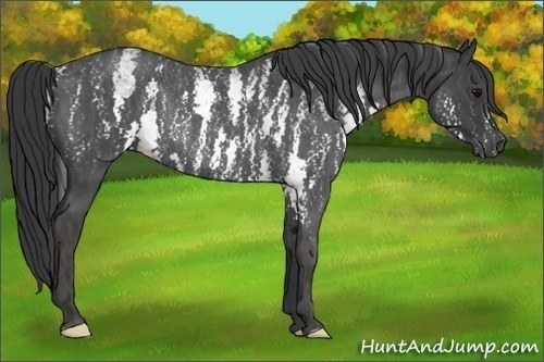 Horse Color:White Spotted Blue Roan Rabicano Brindle