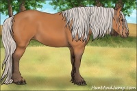 Horse Color:Silver Bay 