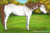 Horse Color:White Spotted Chestnut