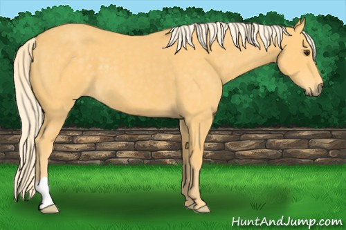 Horse Color: Palomino 