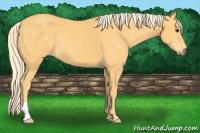 Horse Color:Palomino 