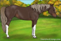 Horse Color:Liver Chestnut 